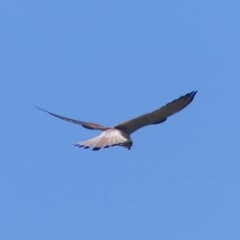 Falco cenchroides (Nankeen Kestrel) at Black Range, NSW - 22 Oct 2020 by MatthewHiggins