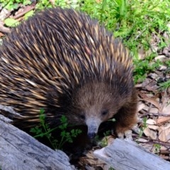 Tachyglossus aculeatus (Short-beaked Echidna) at Forde, ACT - 22 Oct 2020 by Kurt