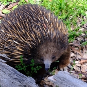 Tachyglossus aculeatus at Forde, ACT - 22 Oct 2020