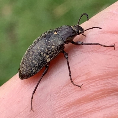 Lepispilus sp. (genus) (Yellow-spotted darkling beetle) at Black Range, NSW - 22 Oct 2020 by Steph H