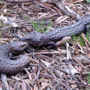 Tiliqua rugosa at Forde, ACT - 22 Oct 2020 01:48 PM