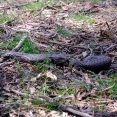 Tiliqua rugosa at Forde, ACT - 22 Oct 2020 01:48 PM