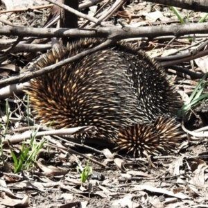 Tachyglossus aculeatus at Booth, ACT - 22 Oct 2020 12:52 PM