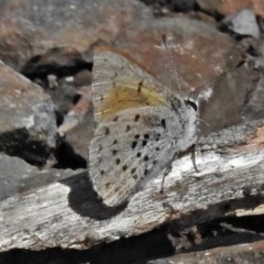 Cyprotides maculosus (Spotted Trident-blue) at suppressed - 22 Oct 2020 by JohnBundock