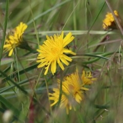 Hypochaeris radicata (Cat's Ear, Flatweed) at Wodonga, VIC - 9 Oct 2020 by Kyliegw