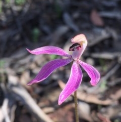 Caladenia congesta (Pink Caps) at Acton, ACT - 22 Oct 2020 by Wen