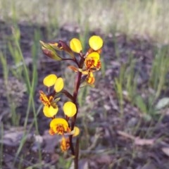 Diuris semilunulata (Late Leopard Orchid) at Isaacs Ridge - 21 Oct 2020 by Mike