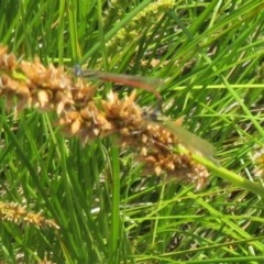 Ischnura aurora (Aurora Bluetail) at Gungaderra Creek Ponds - 21 Oct 2020 by Christine