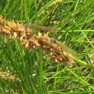 Ischnura aurora at Franklin, ACT - 22 Oct 2020