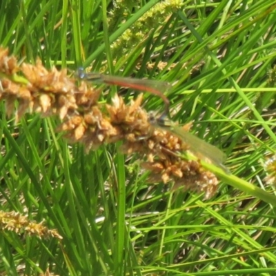 Ischnura aurora (Aurora Bluetail) at Gungaderra Creek Ponds - 21 Oct 2020 by Christine