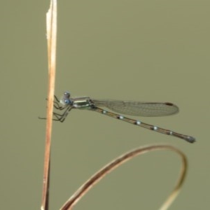 Austrolestes leda at Franklin, ACT - 22 Oct 2020 10:38 AM