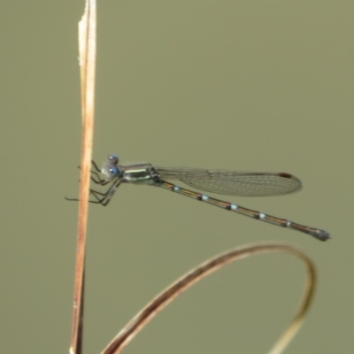 Austrolestes leda (Wandering Ringtail) at Franklin, ACT - 22 Oct 2020 by Christine