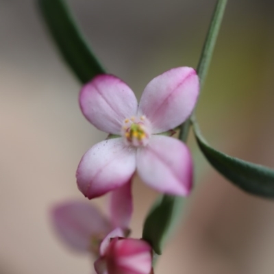 Boronia polygalifolia (Dwarf Boronia) at Mystery Bay, NSW - 22 Oct 2020 by WildernessPhotographer