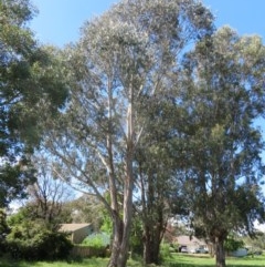 Eucalyptus globulus subsp. bicostata (Southern Blue Gum, Eurabbie) at Flynn, ACT - 22 Oct 2020 by Christine