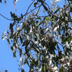 Eucalyptus globulus subsp. bicostata at Flynn, ACT - 22 Oct 2020