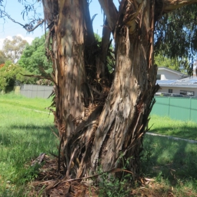 Eucalyptus globulus subsp. bicostata (Southern Blue Gum, Eurabbie) at Flynn, ACT - 22 Oct 2020 by Christine