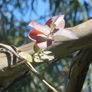 Eucalyptus globulus subsp. bicostata at Flynn, ACT - 22 Oct 2020