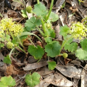 Hydrocotyle laxiflora at Holt, ACT - 22 Oct 2020 09:50 AM