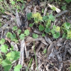 Hydrocotyle laxiflora at Holt, ACT - 22 Oct 2020 09:50 AM