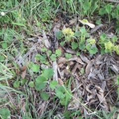 Hydrocotyle laxiflora at Holt, ACT - 22 Oct 2020 09:50 AM