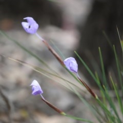 Patersonia glabrata (Native Iris) at Mystery Bay, NSW - 22 Oct 2020 by LocalFlowers