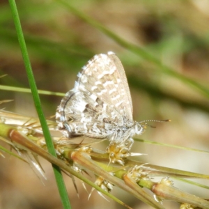 Theclinesthes serpentata at Kambah, ACT - 17 Oct 2020 11:48 AM