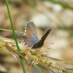 Theclinesthes serpentata at Kambah, ACT - 17 Oct 2020 11:48 AM