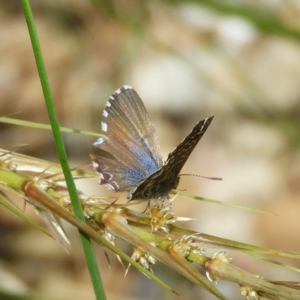 Theclinesthes serpentata at Kambah, ACT - 17 Oct 2020 11:48 AM