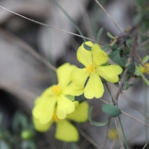 Hibbertia sp. at Mystery Bay, NSW - 22 Oct 2020 03:49 PM
