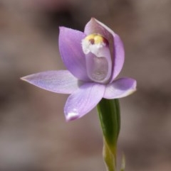 Thelymitra brevifolia (Short-leaf Sun Orchid) at Kaleen, ACT - 22 Oct 2020 by DPRees125