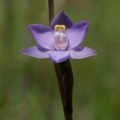 Thelymitra brevifolia at Kaleen, ACT - suppressed