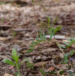 Thelymitra brevifolia at Kaleen, ACT - suppressed