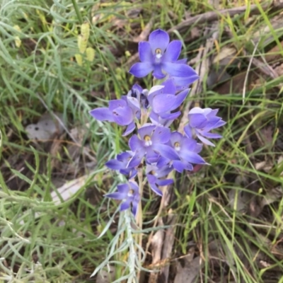 Thelymitra megcalyptra (Swollen Sun Orchid) - 1 Jan 1900 by EwinP