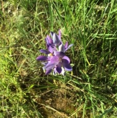 Thelymitra (Genus) (Sun Orchid) - 1 Jan 1900 by EwinP