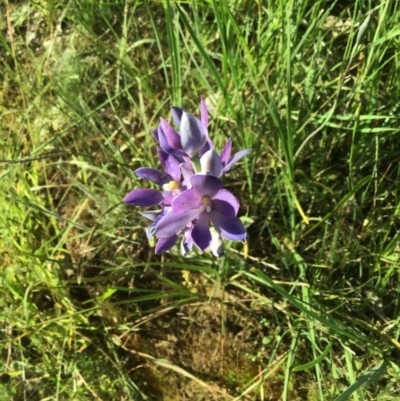 Thelymitra sp. (A Sun Orchid) at Albury, NSW - 21 Oct 2020 by EwinP