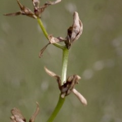Diuris sp. (A Donkey Orchid) at Coree, ACT - 21 Oct 2020 by JudithRoach