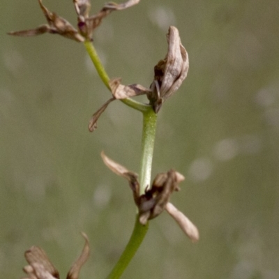 Diuris sp. (A Donkey Orchid) at Coree, ACT - 21 Oct 2020 by JudithRoach