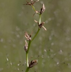 Diuris sp. at Coree, ACT - suppressed