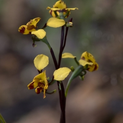 Diuris semilunulata (Late Leopard Orchid) at Coree, ACT - 20 Oct 2020 by JudithRoach