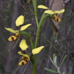 Diuris sulphurea (Tiger Orchid) at Coree, ACT - 20 Oct 2020 by JudithRoach