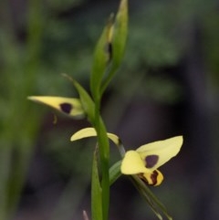 Diuris sulphurea at Coree, ACT - suppressed