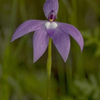 Glossodia major (Wax Lip Orchid) at Coree, ACT - 20 Oct 2020 by JudithRoach