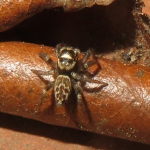 Maratus griseus at Flynn, ACT - 22 Oct 2020