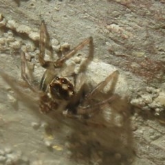 Maratus griseus at Flynn, ACT - 22 Oct 2020