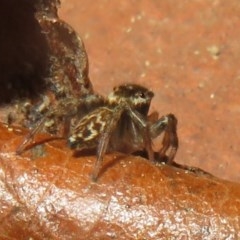 Maratus griseus at Flynn, ACT - 22 Oct 2020