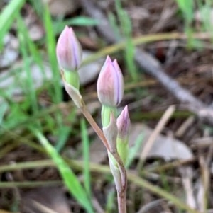 Thelymitra pauciflora at Bruce, ACT - suppressed