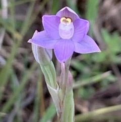 Thelymitra pauciflora at Bruce, ACT - suppressed