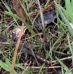 Thelymitra pauciflora at Bruce, ACT - 21 Oct 2020