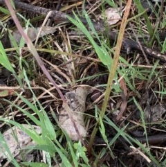 Thelymitra pauciflora at Bruce, ACT - 21 Oct 2020