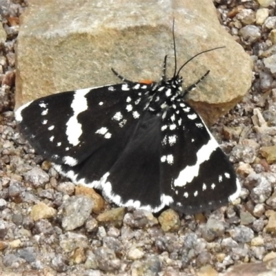 Idalima affinis (A day flying moth) at Coree, ACT - 19 Oct 2020 by JohnBundock